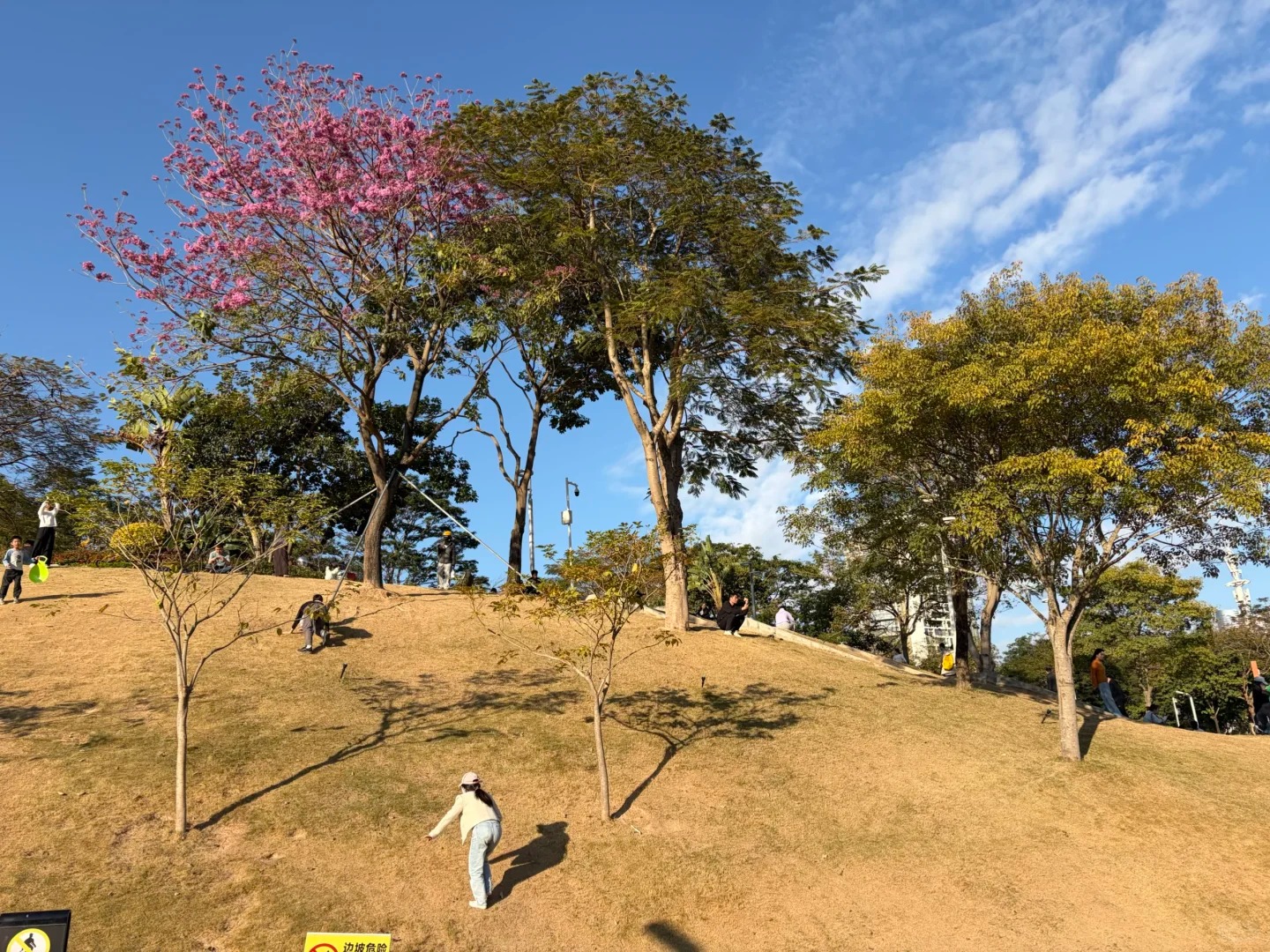 三色树